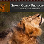 Email Marketing Sample - Shawn Olesen Photography Website Launch Announcement